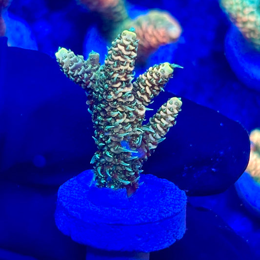 U4-D01-M10 || KFC Solomon Island Millepora SPS Frag WYSIWYG