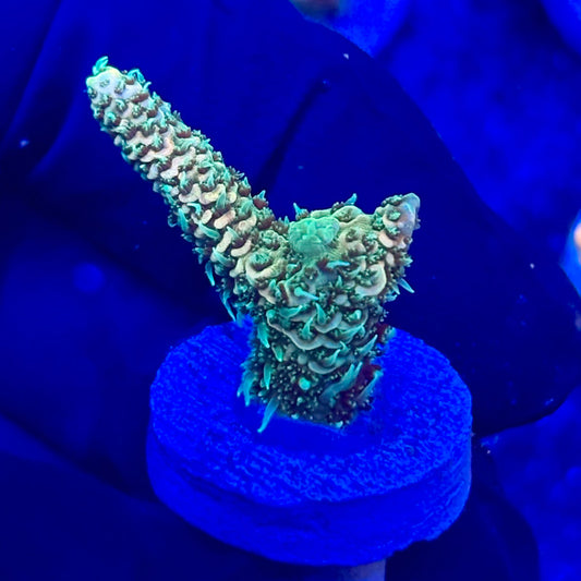 U4-D02-M10 || KFC Solomon Island Millepora SPS Frag WYSIWYG