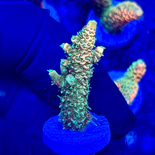 U4-D03-M10 || KFC Solomon Island Millepora SPS Frag WYSIWYG