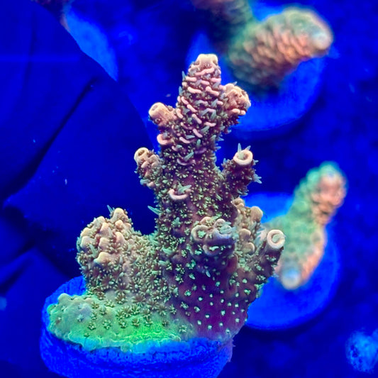 U4-D04-M10 || KFC Solomon Island Millepora SPS Frag WYSIWYG