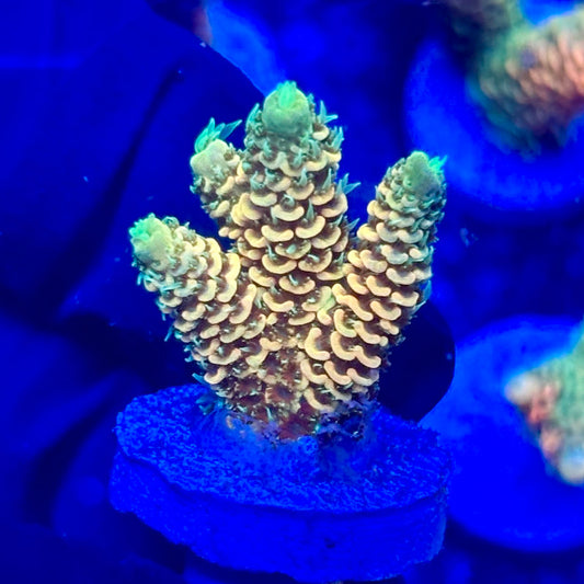 U4-D05-M10 || KFC Solomon Island Millepora SPS Frag WYSIWYG