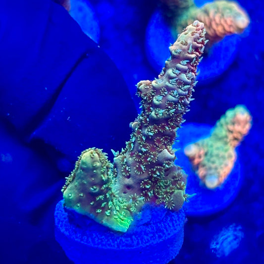 U4-D06-M10 || KFC Solomon Island Millepora SPS Frag WYSIWYG