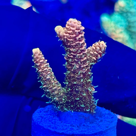 U4-D07-M10 || KFC Solomon Island Millepora SPS Frag WYSIWYG