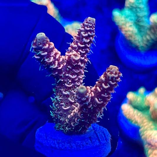 U4-E01-M10 || KFC Solomon Island Millepora SPS Frag WYSIWYG