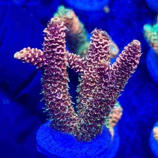 U4-E02-M10 || KFC Solomon Island Millepora SPS Frag WYSIWYG