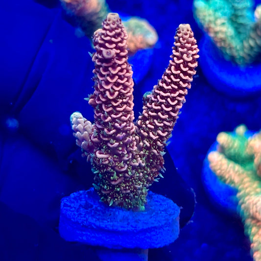 U4-E04-M10 || KFC Solomon Island Millepora SPS Frag WYSIWYG