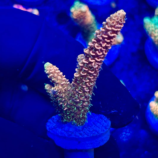 U4-E05-M10 || KFC Solomon Island Millepora SPS Frag WYSIWYG