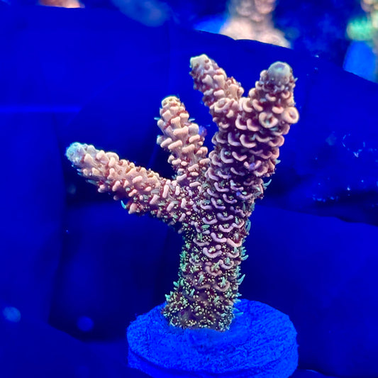 U4-E06-M10 || KFC Solomon Island Millepora SPS Frag WYSIWYG