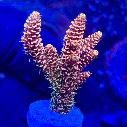U4-F01-M10 || KFC Solomon Island Millepora SPS Frag WYSIWYG