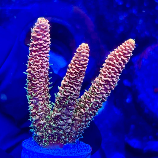 U4-F02-M10 || KFC Solomon Island Millepora SPS Frag WYSIWYG