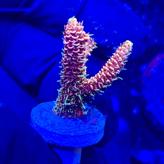 U4-F03-M10 || KFC Solomon Island Millepora SPS Frag WYSIWYG