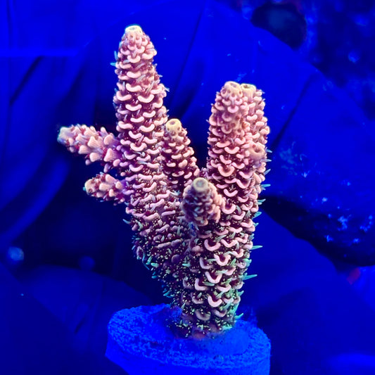 U4-F04-M10 || KFC Solomon Island Millepora SPS Frag WYSIWYG