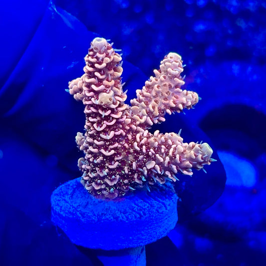 U4-F05-M10 || KFC Solomon Island Millepora SPS Frag WYSIWYG