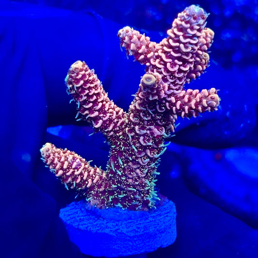 U4-F06-M10 || KFC Solomon Island Millepora SPS Frag WYSIWYG