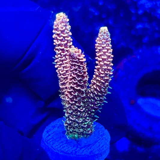 U4-F07-M10 || KFC Solomon Island Millepora SPS Frag WYSIWYG