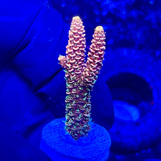 U4-G01-M10 || KFC Solomon Island Millepora SPS Frag WYSIWYG
