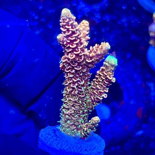 U4-G02-M10 || KFC Solomon Island Millepora SPS Frag WYSIWYG