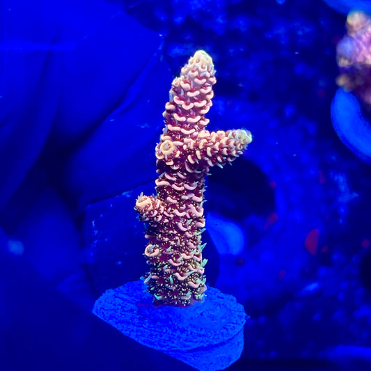 U4-G03-M10 || KFC Solomon Island Millepora SPS Frag WYSIWYG