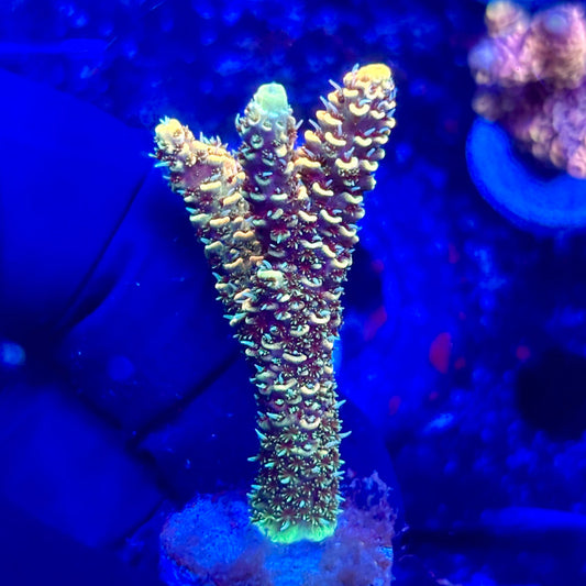 U4-G05-M10 || KFC Solomon Island Millepora SPS Frag WYSIWYG