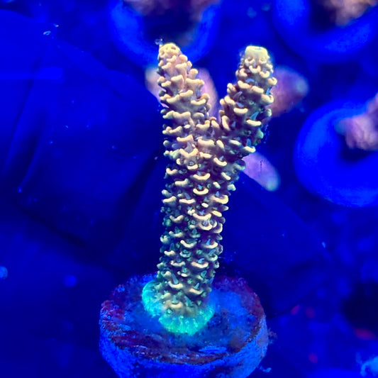U4-G06-M10 || KFC Solomon Island Millepora SPS Frag WYSIWYG