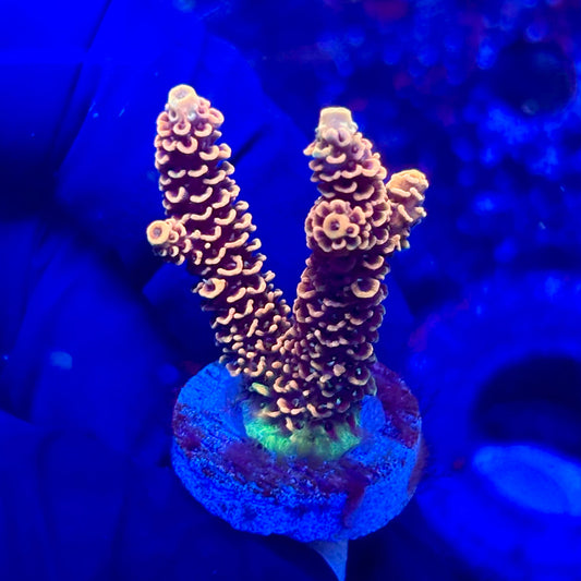 U4-G07-M10 || KFC Solomon Island Millepora SPS Frag WYSIWYG