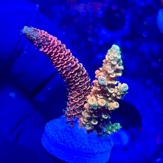 U4-H01-M10 || KFC Solomon Island Millepora SPS Frag WYSIWYG