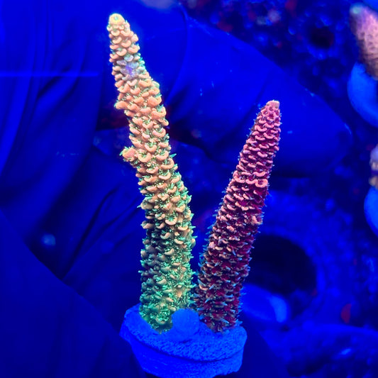 U4-H02-M10 || KFC Solomon Island Millepora SPS Frag WYSIWYG