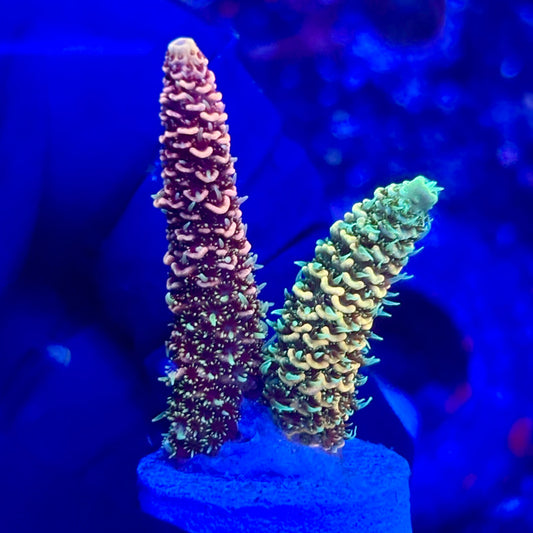 U4-H05-M10 || KFC Solomon Island Millepora SPS Frag WYSIWYG