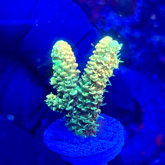 U4-H06-M10 || KFC Solomon Island Millepora SPS Frag WYSIWYG