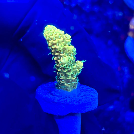 U4-H07-M10 || KFC Solomon Island Millepora SPS Frag WYSIWYG