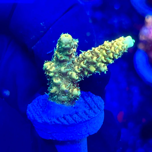 U4-I01-M10 || KFC Solomon Island Millepora SPS Frag WYSIWYG