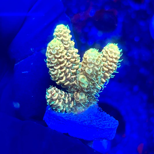 U4-I02-M10 || KFC Solomon Island Millepora SPS Frag WYSIWYG