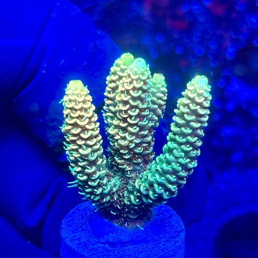 U4-I03-M10 || KFC Solomon Island Millepora SPS Frag WYSIWYG