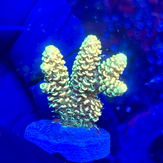 U4-I04-M10 || KFC Solomon Island Millepora SPS Frag WYSIWYG