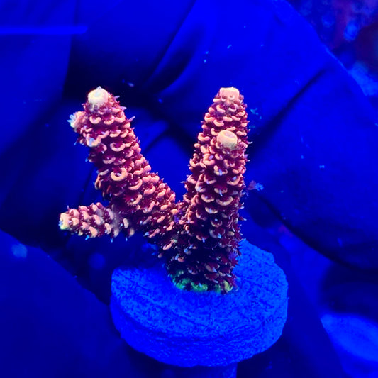 U4-I05-M10 || KFC Solomon Island Millepora SPS Frag WYSIWYG
