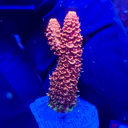 U4-I06-M10 || KFC Solomon Island Millepora SPS Frag WYSIWYG