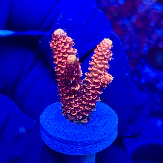 U4-I07-M10 || KFC Solomon Island Millepora SPS Frag WYSIWYG