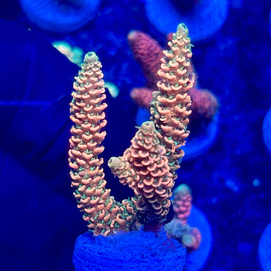 H4-A01-M10 || KFC Solomon Island Millepora SPS Frag WYSIWYG