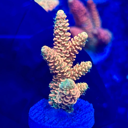 H4-A04-M10 || KFC Solomon Island Millepora SPS Frag WYSIWYG