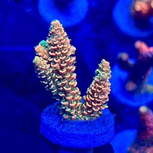 H4-A05-M10 || KFC Solomon Island Millepora SPS Frag WYSIWYG