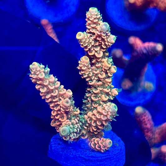 H4-A06-M10 || KFC Solomon Island Millepora SPS Frag WYSIWYG