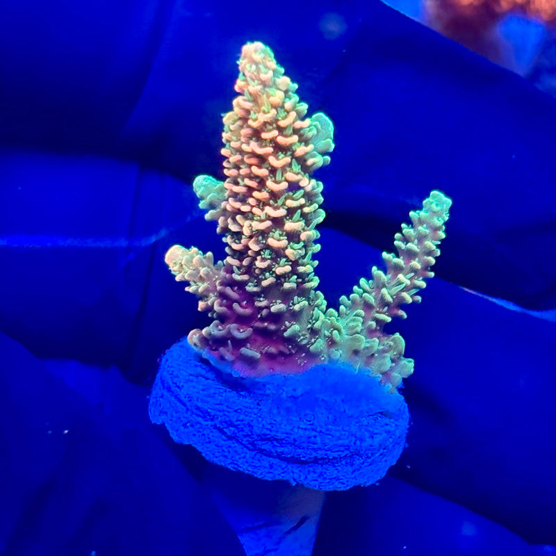 H4-A07-M10 || KFC Solomon Island Millepora SPS Frag WYSIWYG