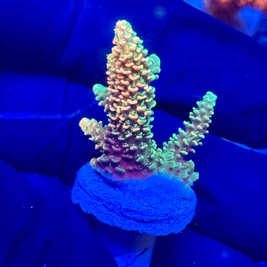 H4-A07-M10 || KFC Solomon Island Millepora SPS Frag WYSIWYG