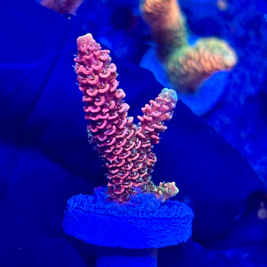H4-B01-M10 || KFC Solomon Island Millepora SPS Frag WYSIWYG