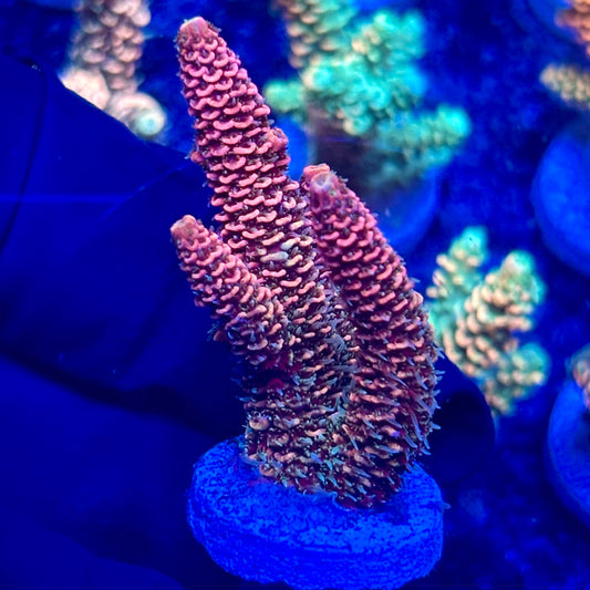 H4-B02-M10 || KFC Solomon Island Millepora SPS Frag WYSIWYG