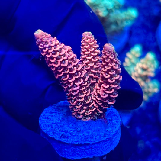 H4-B03-M10 || KFC Solomon Island Millepora SPS Frag WYSIWYG