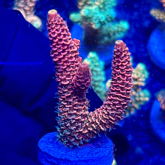 H4-B04-M10 || KFC Solomon Island Millepora SPS Frag WYSIWYG
