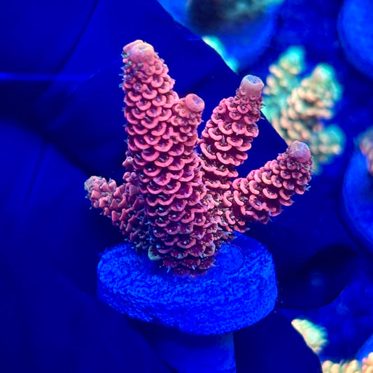 H4-B05-M10 || KFC Solomon Island Millepora SPS Frag WYSIWYG