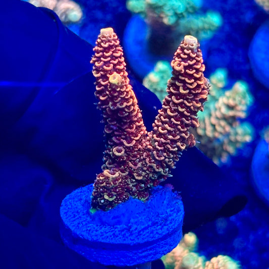 H4-B06-M10 || KFC Solomon Island Millepora SPS Frag WYSIWYG