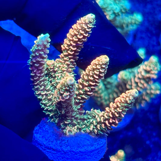 H4-B07-M10 || KFC Solomon Island Millepora SPS Frag WYSIWYG